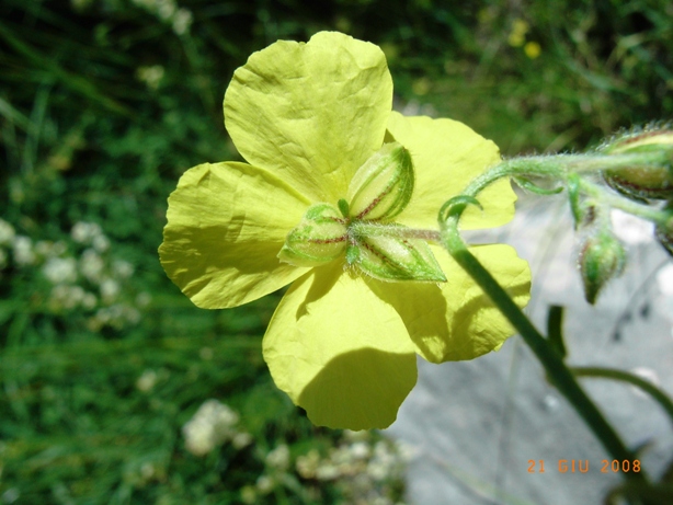 Helianthemum cfr. nummularium